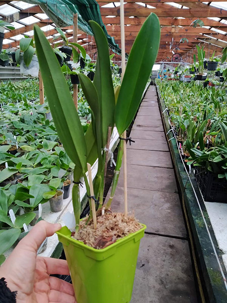 Cattleya mossiae alba.jpg