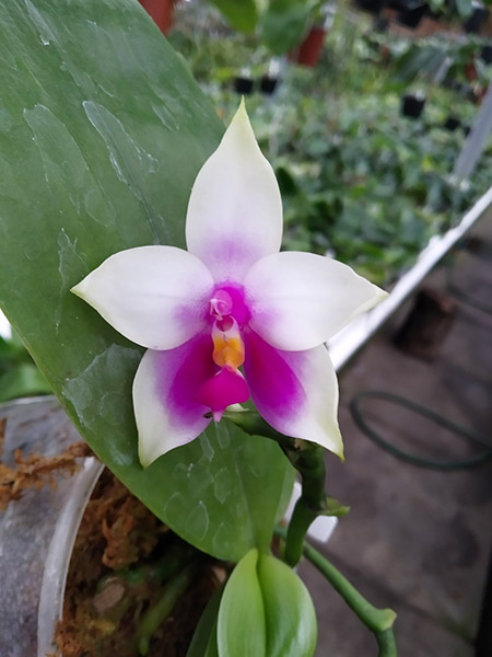 Phalaenopsis Ld's Bear King 'YK-14' x (Ya-Yi Qin x Yin's Bellina Kaiulani).jpg