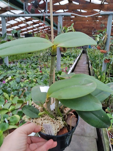 Cattleya amethystoglossa alba ('Lorena' x self) x alba Bela Vista (Do Caliman).jpg