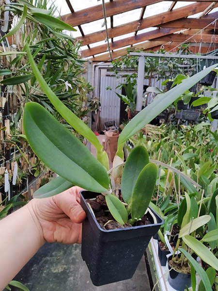 Cattleya labiata (coerulea 'Azul' x coerulescens 'Da Norma Dreher').jpg