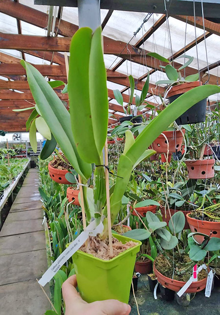 Cattleya gaskelliana (suave x semi-alba).jpg