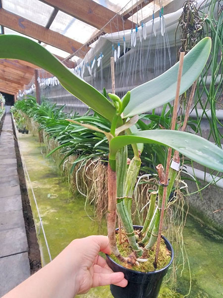 Potinara Haw Yuan Glory 'Golden Angel' x Laeliocattleya Penny Kuroda 'Spots'.jpg