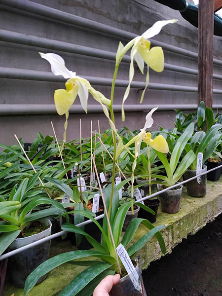 Paphiopedilum Mount Toro album x philippinense var roebelenii album.jpg