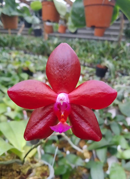 Phalaenopsis Mituo King 'Small Red'.jpg