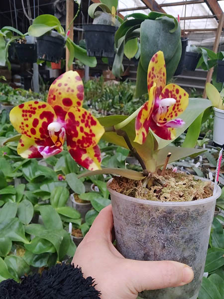 Phalaenopsis Mituo Diamond 'DT Sun'.jpg