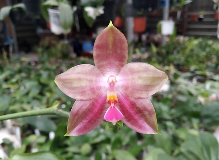 Phalaenopsis (Yaphon Goodboy x KS Happy Eagle) 'Freya' x AL Redsun Queen 'AL-1'.jpg