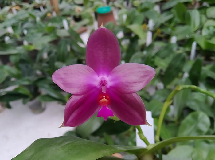 Phalaenopsis Yaphon Lueddemanniana Star (lueddemanniana x Su An Super Star).jpg