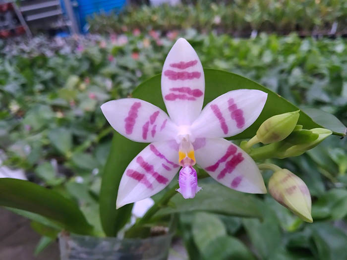 Phalaenopsis Penang Violacea x tetraspis.jpg