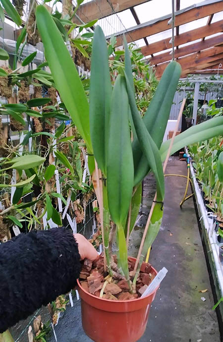 Laelia purpurata suave 'Sissi' x Laelia purpurata russeliana 'Maria Cristina'.jpg