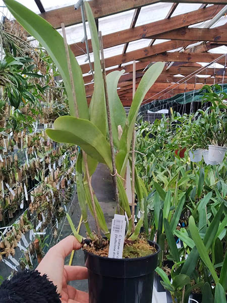 Cattleya trianae var concolor (Multiclone division).jpg