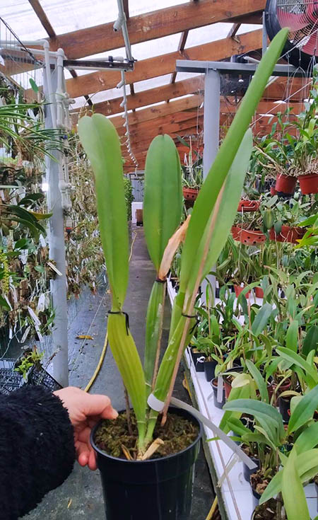 Cattleya trianae (alba x coerulea).jpg