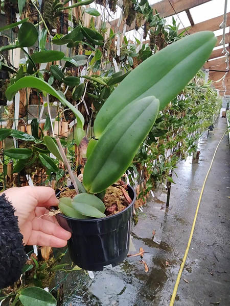 Cattleya warneri (albescens venosa 'Da Josefina' x amesiana 'Mem R Kautsky').jpg