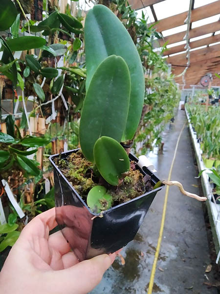 Cattleya warneri semi alba ('Rio das Farinhas' x 'Gustavo').jpg