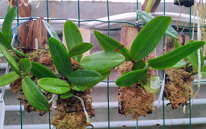 Cattleya schilleriana (Caliman x Xodo do Patrao).jpg