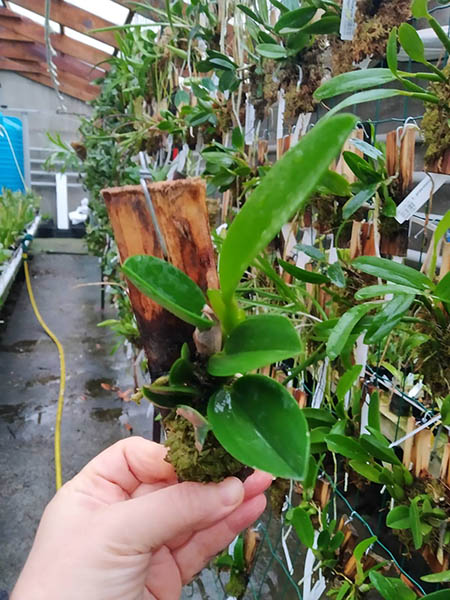 Laelia sincorana (concolor escura 'Diamantina' x delicata 'Pluma').jpg