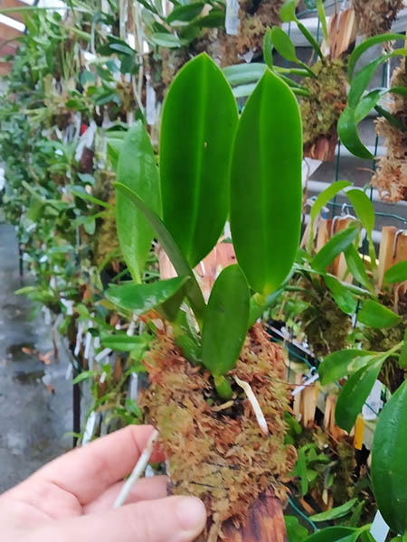 Laelia jongheana ('581' x rosada 'Ouro Preto').jpg