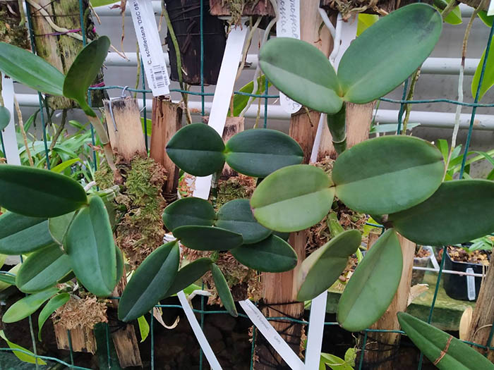 Cattleya schilleriana 'Zaslawski' x 'Surpresa'.jpg