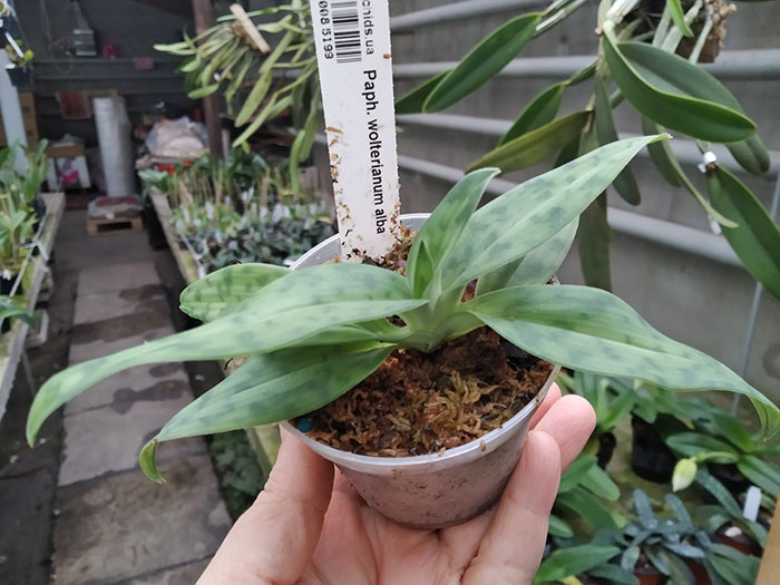 Paphiopedilum wolterianum alba.jpg