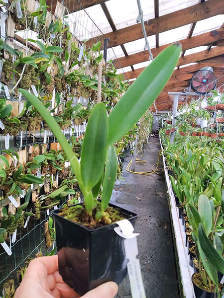 Cattleya mossiae semi alba ('Pica pau' x 'Gigante').jpg