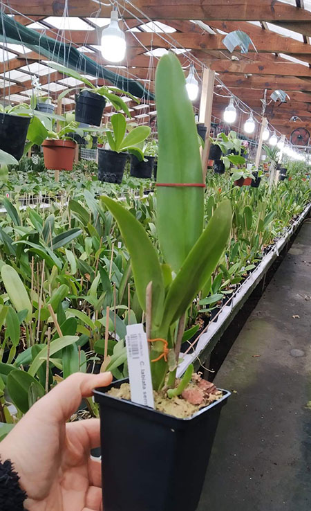 Cattleya labiata semi-alba carnea.jpg