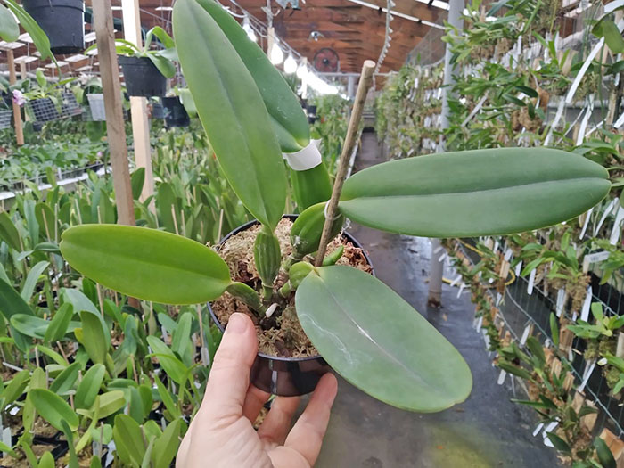 Cattleya labiata ('Cara Grande' x 'Cesar Iacavoni').jpg