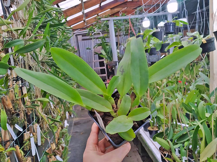 Cattleya labiata alba.jpg