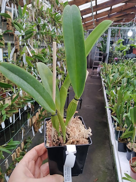 Cattleya labiata (semi-alba pincelada x semi-alba).jpg