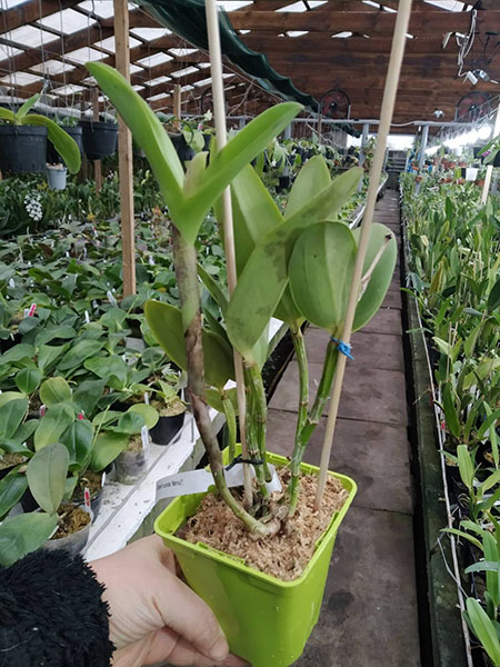 Cattleya loddigesii ('Martinelli' x punctata 'Marisa').jpg