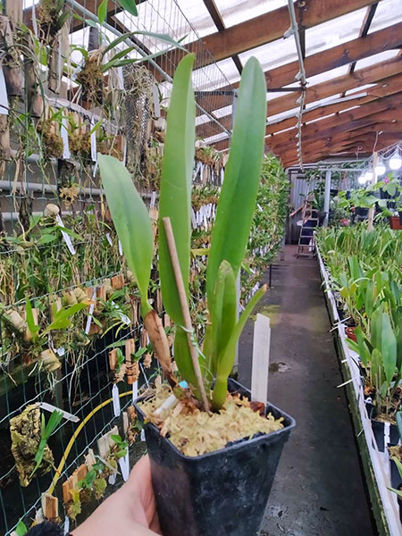 Laelia lobata tipo ('Bela Vista' x 'Dna Niedja').jpg