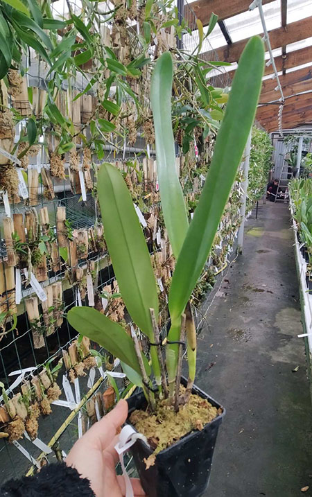 Laelia crispa (tipo x flamea).jpg