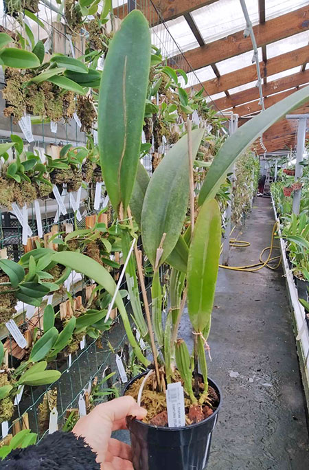 Cattleya trianae var coerulea flamea x coerulea (Multiclone division).jpg