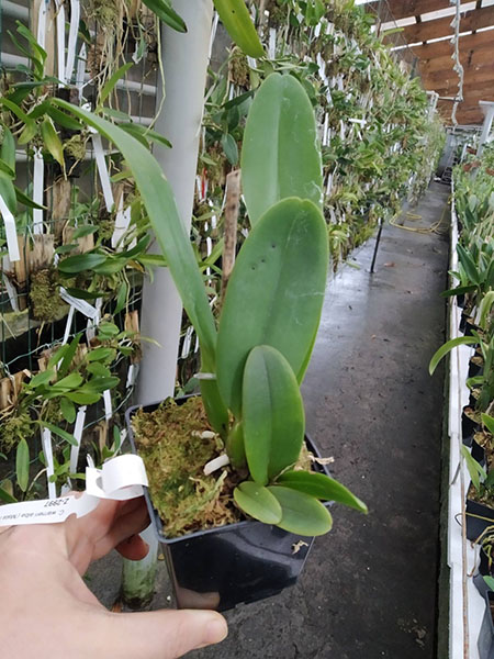 Cattleya warneri alba ('Mata Fria' x 'Jaco Silva').jpg