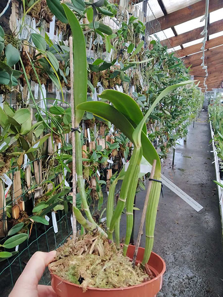 Cattleya lueddemanniana rubra 'Dark Giant' x Cattleya lueddemanniana escura 'Fennel IX'.jpg