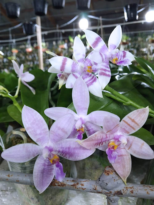 Phalaenopsis Penang Violacea x tetraspis.jpg