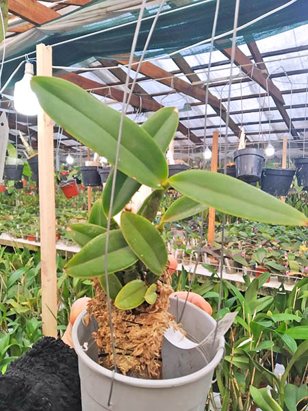 Cattleya walkeriana suavíssima 'Kelly Cristina' X Cattleya walkeriana suavíssima 'Lucia Herminia'.jpg