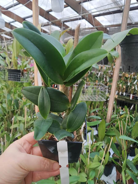 Cattleya intermedia (sanguinea trilabelo 'Sombra' x trilabelo vinicolor 'Gomes').jpg