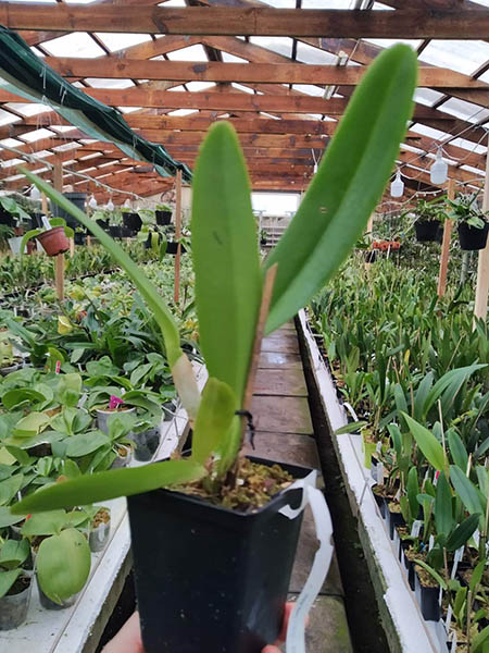 Cattleya gaskelliana concolor ('Ana' x 'Bela Vista').jpg