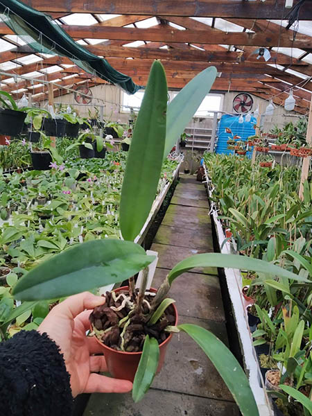 Cattleya maxima concolor.jpg