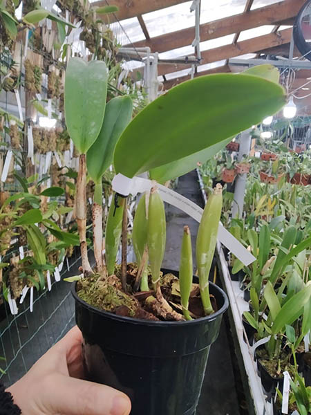 Cattleya trianae ('Fine Variety' x orlata rosea 'AWZ').jpg