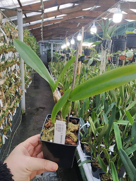 Laelia tenebrosa rubra x rubra DSC.jpg