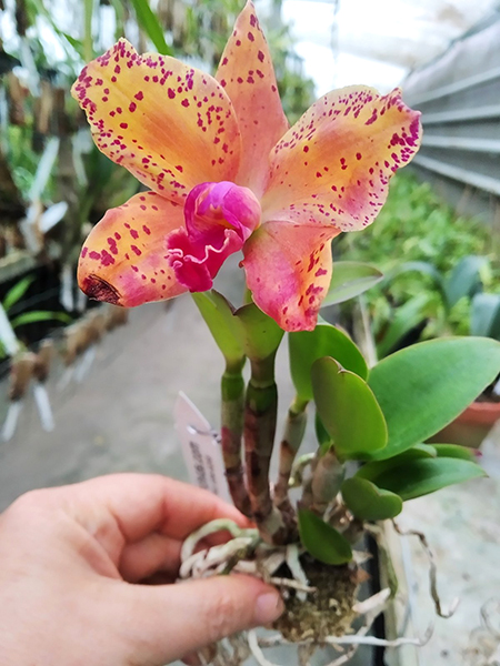 Potinara Sunspot Gem 'SVO Sunspot' x Sophrolaeliocattleya Katherine Clarkson 'SVO'.jpg