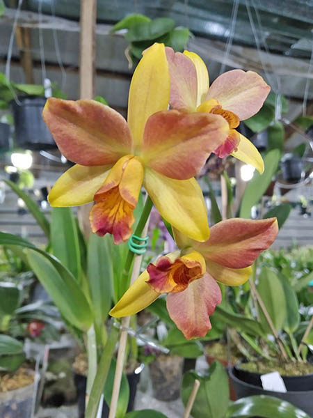 Sophrolaeliocattleya Aloha Jewel 'Tangerine' x Brassolaeliocattleya Guess What 'SVO'.jpg