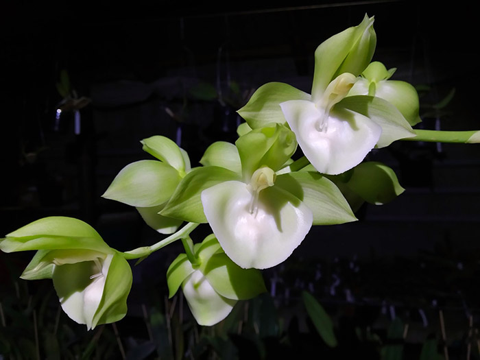 Catasetum Portagee Star 'Brian Lawson's Sunrise' x Catasetum lucis 'Dana's Bird of Paradise'.jpg