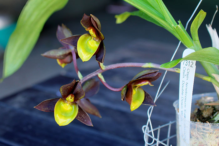 Catasetum tenebrosum 'Ed#2' x Catasetum Double Down 'BPYL'.jpg