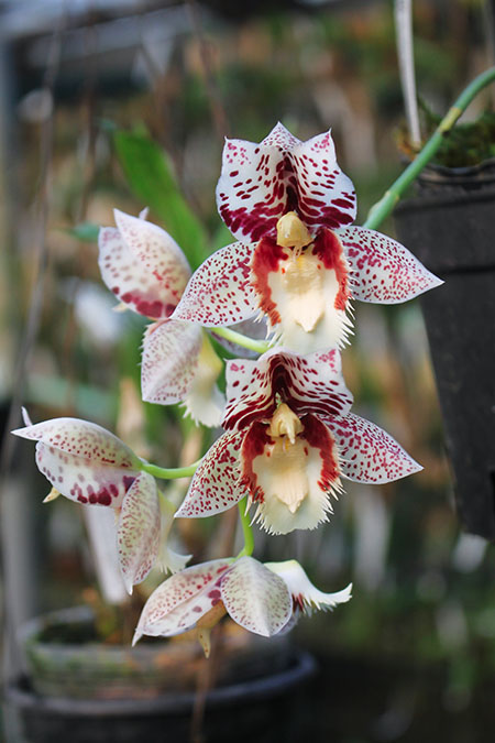 Catasetum Portagee Star 'Brian Lawson's Sunrise' x tiginum 'Wyche'.jpg