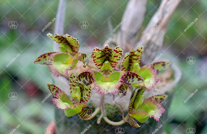 Clowesia Rebecca Northen 'Grapefruit Pink' x Catasetum kleberianum 'SVO'.jpg