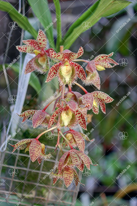 Clowesia Rebecca Northen 'Grapefruit Pink' x Catasetum semicirculatum 'The Best One'.jpg