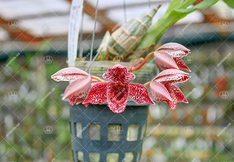 Mormodia Leopard Drops ''SVO' x Catasetum expansum 'Linda'.jpg