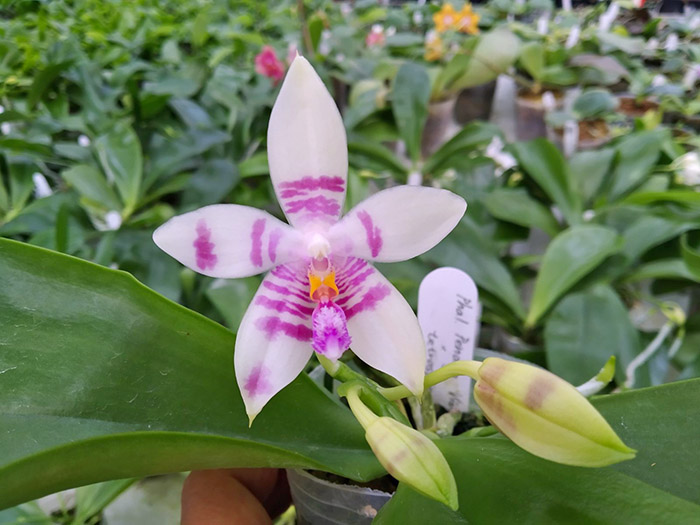 Phalaenopsis Penang Violacea x tetraspis.jpg