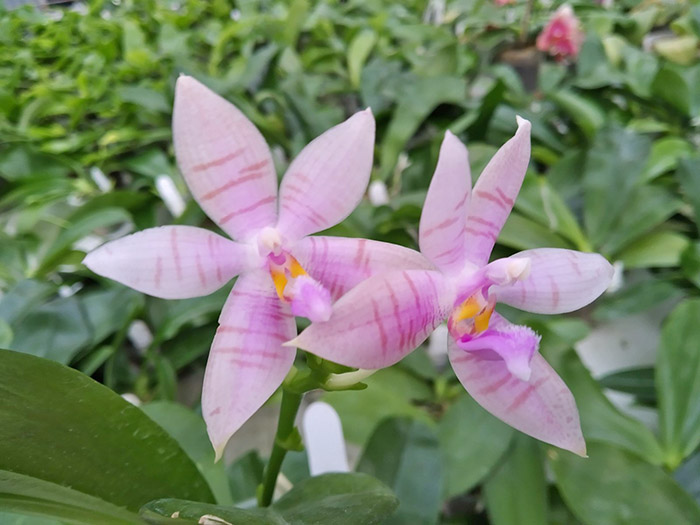 Phalaenopsis Penang Violacea x tetraspis.jpg